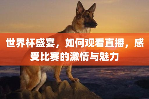 世界杯盛宴，如何观看直播，感受比赛的激情与魅力