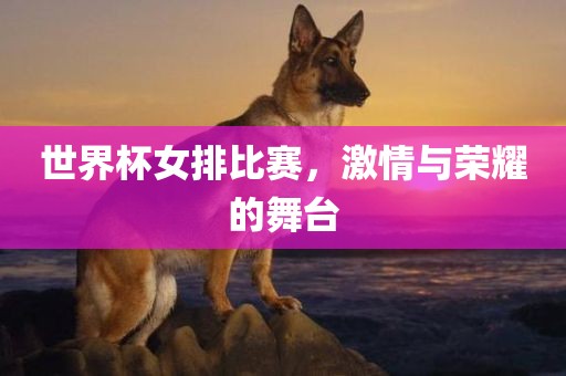 世界杯女排比赛，激情与荣耀的舞台