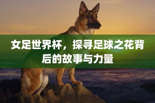 女足世界杯，探寻足球之花背后的故事与力量